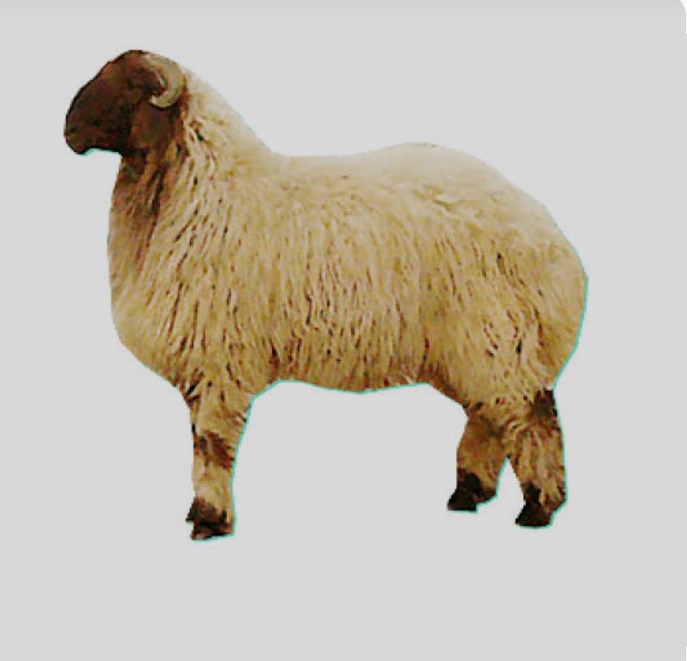 نعيمي