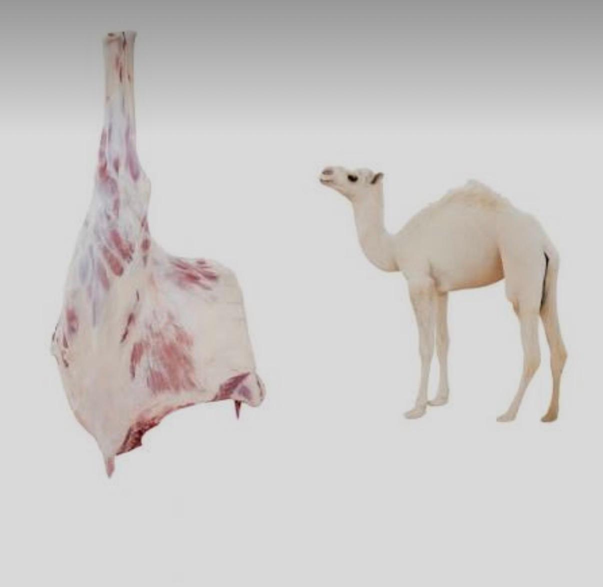 حاشي كامل